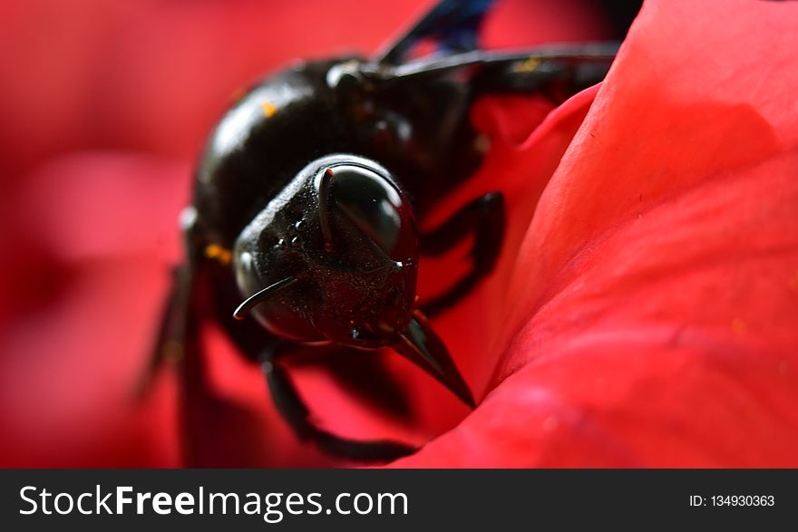 Insect, Red, Macro Photography, Invertebrate