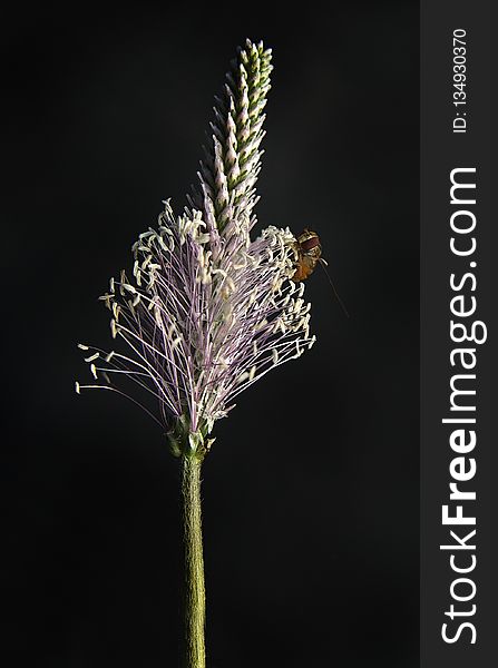 Plant, Flora, Macro Photography, Close Up