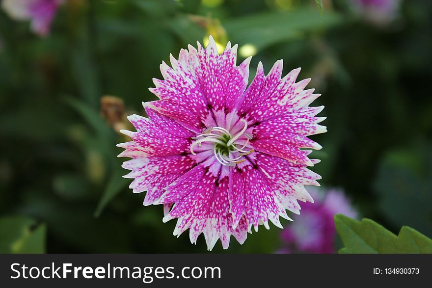 Flower, Flora, Plant, Annual Plant