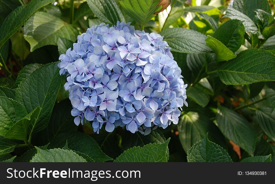 Plant, Blue, Flower, Hydrangea