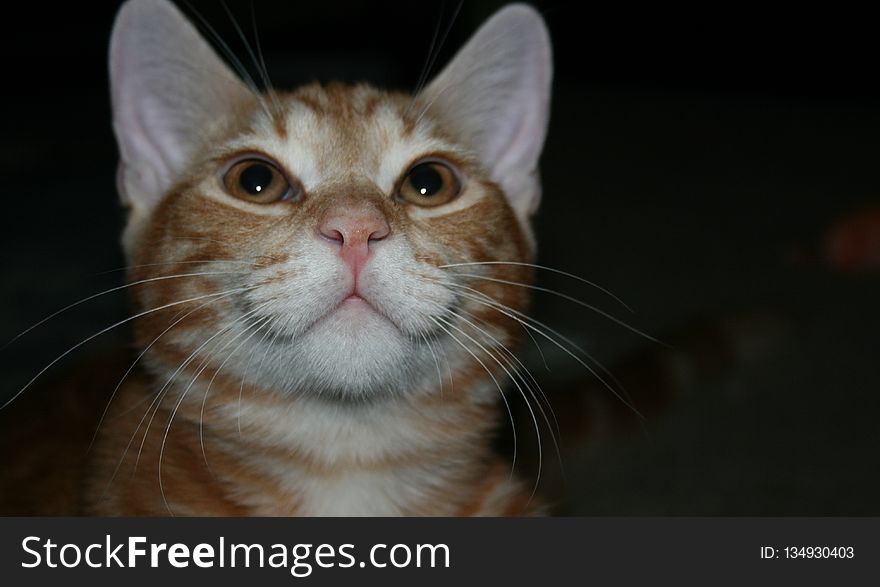 Cat, Whiskers, Small To Medium Sized Cats, Nose