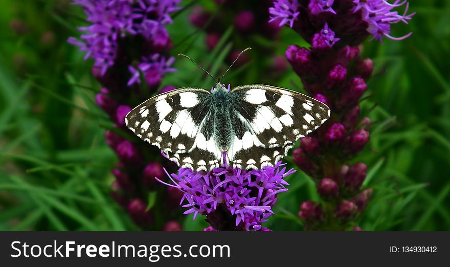 Butterfly, Moths And Butterflies, Flower, Brush Footed Butterfly
