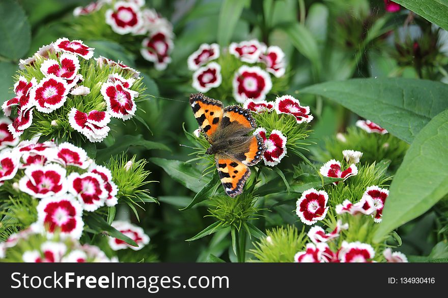 Butterfly, Moths And Butterflies, Flower, Insect