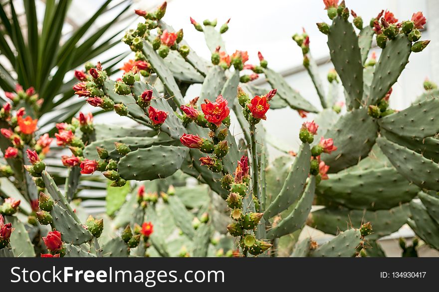 Plant, Flowering Plant, Cactus, Prickly Pear