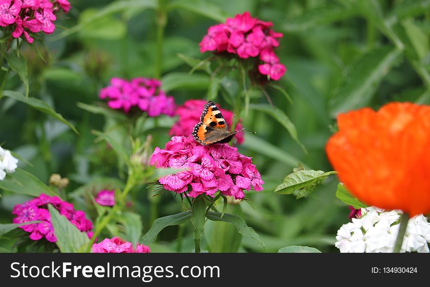 Flower, Butterfly, Pollinator, Nectar