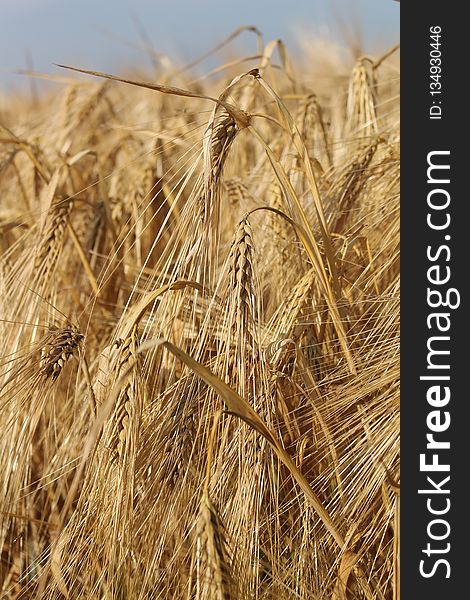 Food Grain, Wheat, Triticale, Barley