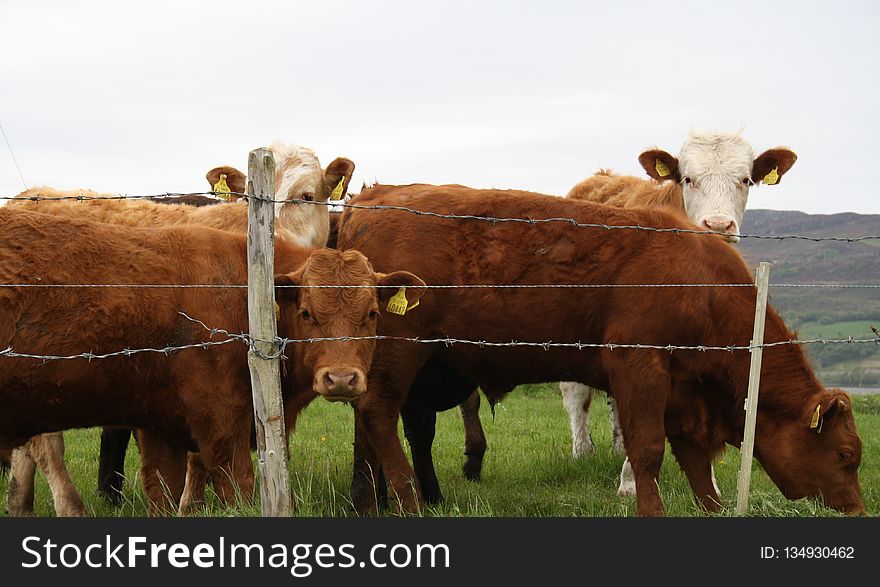 Cattle Like Mammal, Grazing, Herd, Pasture
