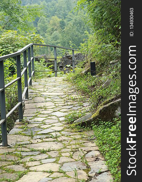 Nature, Green, Vegetation, Path