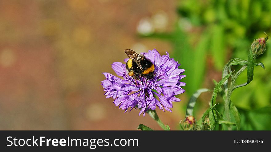 Flower, Bee, Honey Bee, Flora