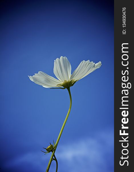 Flower, Blue, Sky, Flora