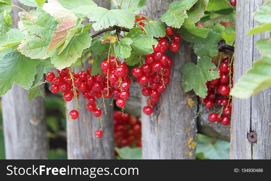 Berry, Fruit, Currant, Plant