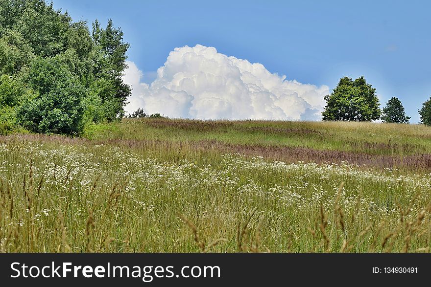 Grassland, Ecosystem, Vegetation, Prairie