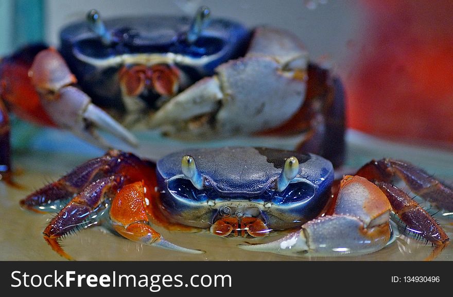 Crab, Freshwater Crab, Dungeness Crab, Decapoda