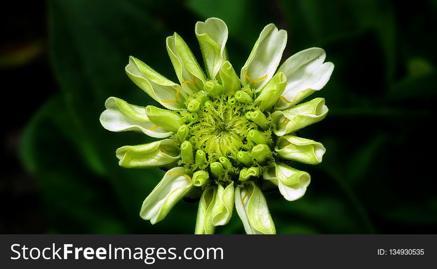 Flower, Flora, Plant, Macro Photography