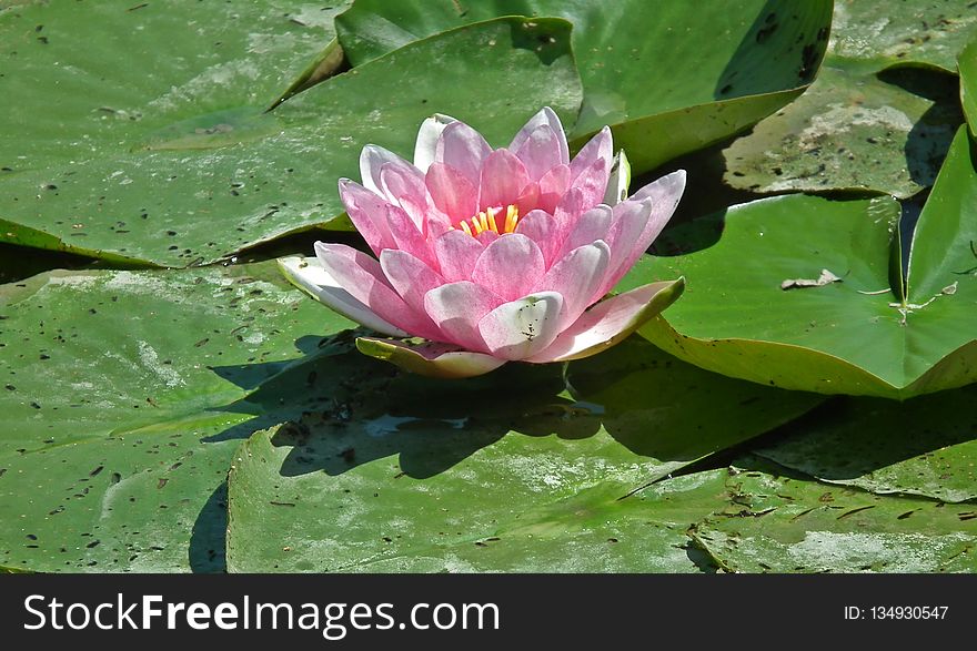 Flower, Plant, Flora, Leaf