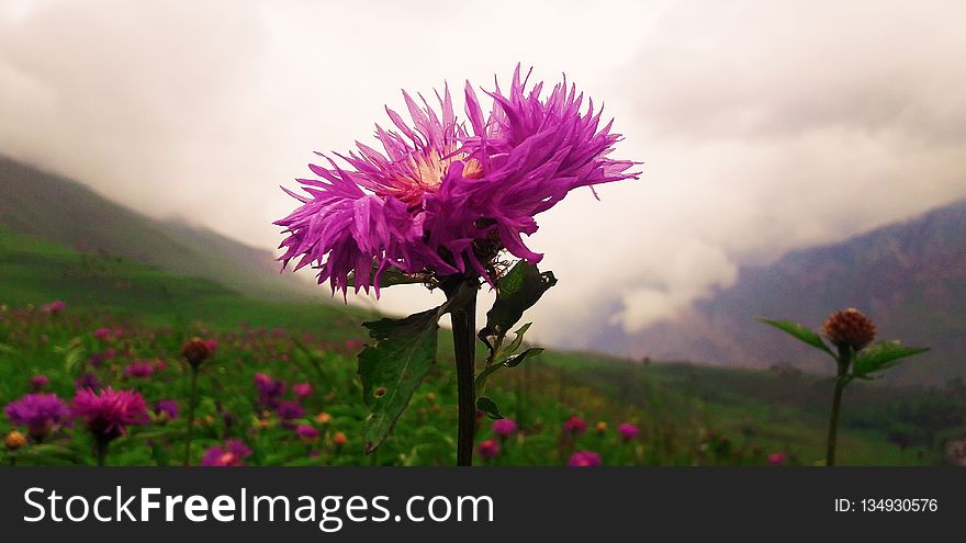 Flower, Pink, Plant, Sky