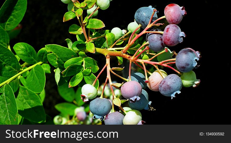 Fruit, Plant, Bilberry, Huckleberry