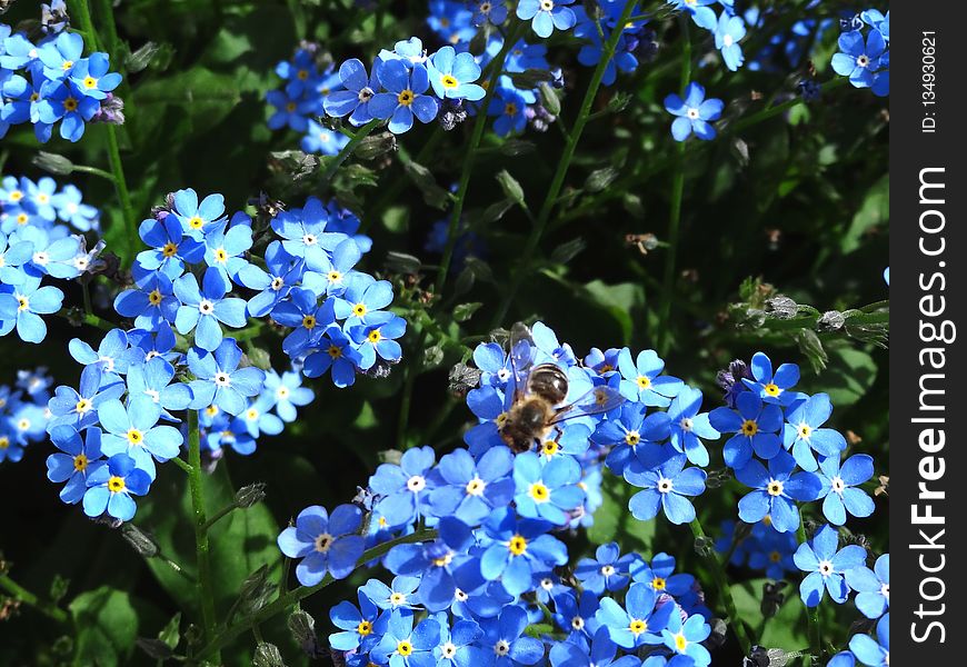 Flower, Plant, Blue, Flowering Plant