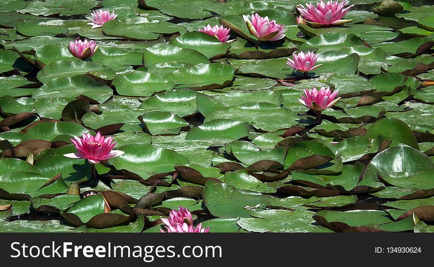 Plant, Flower, Flora, Aquatic Plant