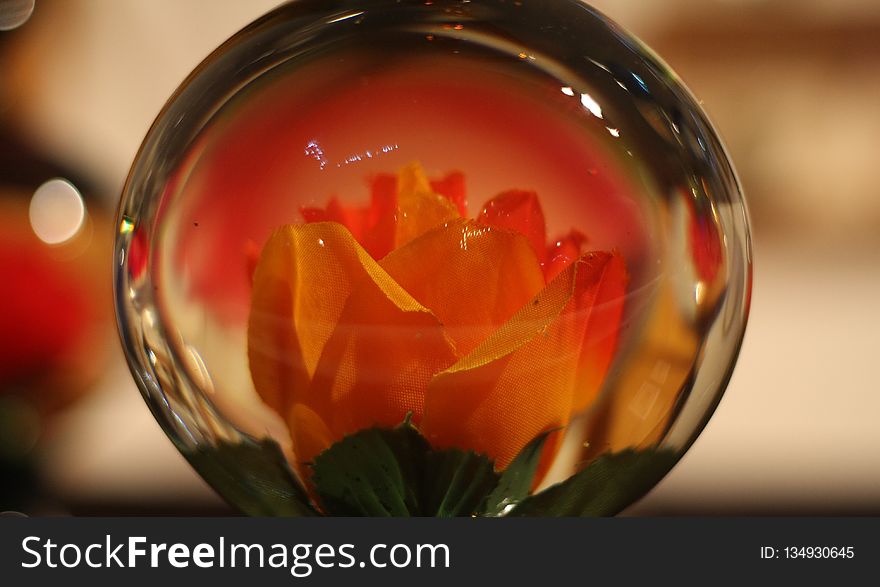 Flower, Petal, Still Life Photography, Plant