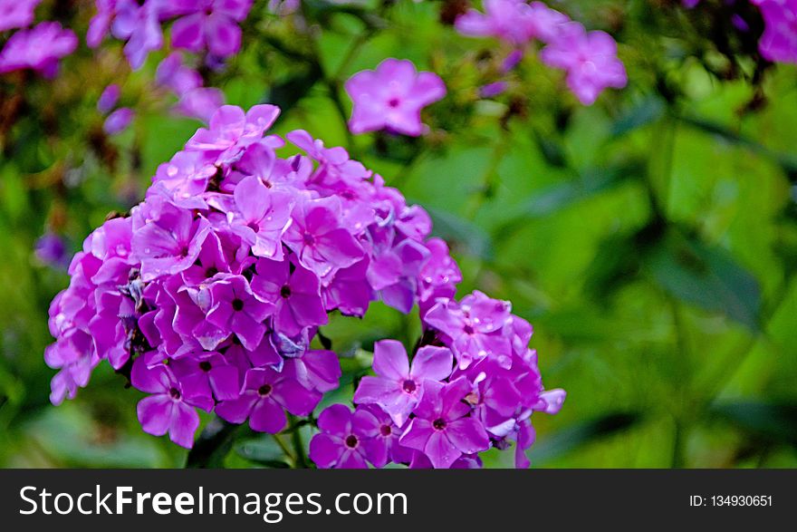 Flower, Plant, Purple, Flora