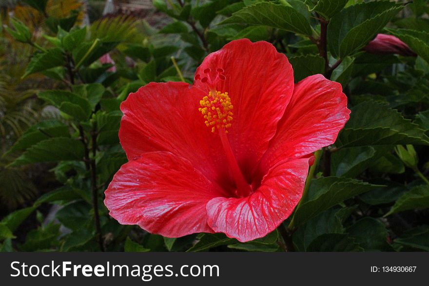 Flower, Plant, Hibiscus, Flowering Plant