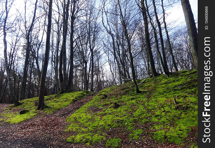 Woodland, Tree, Nature, Path