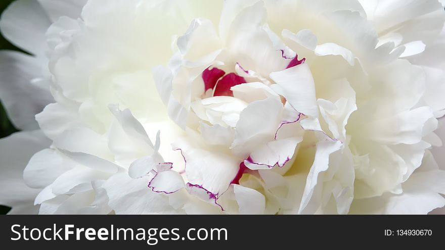 Flower, White, Flowering Plant, Plant