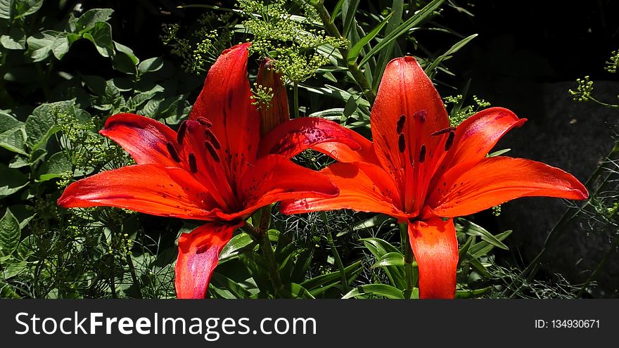 Flower, Plant, Lily, Flowering Plant