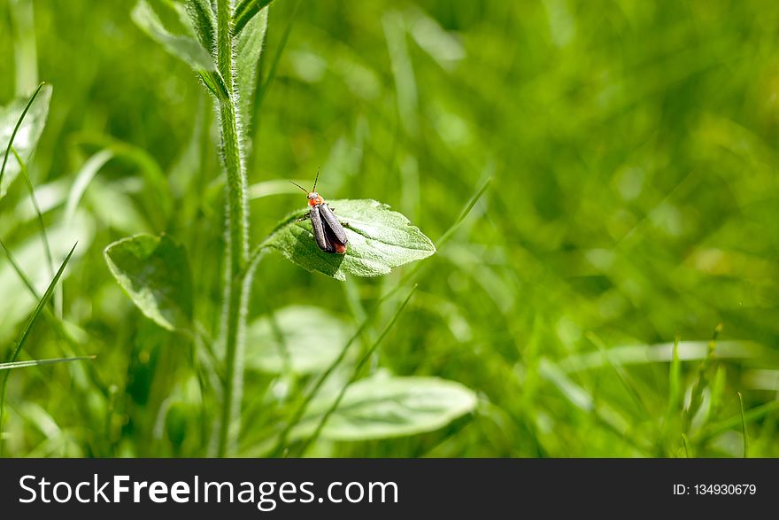 Insect, Invertebrate, Grass, Moths And Butterflies