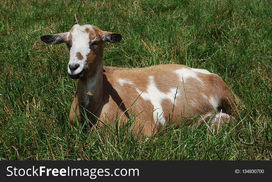 Goats, Goat, Pasture, Fauna