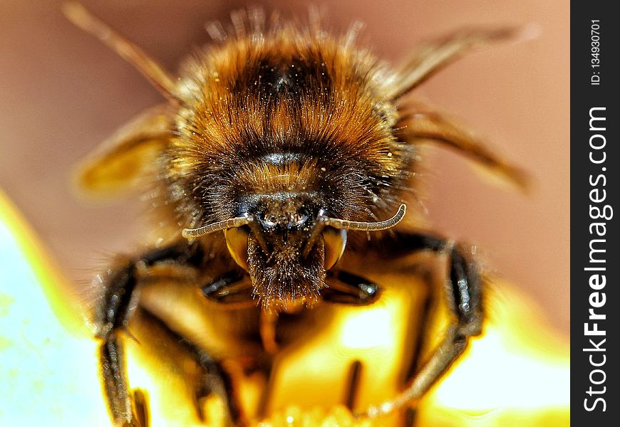 Honey Bee, Insect, Bee, Bumblebee