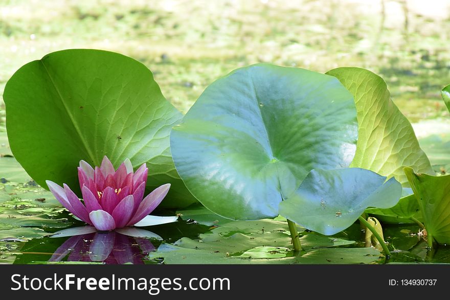 Plant, Flower, Green, Leaf