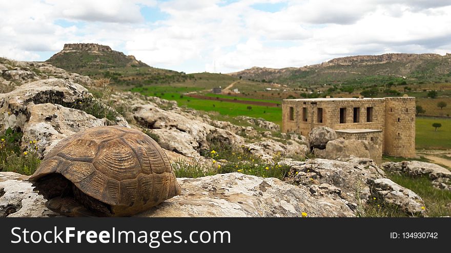 Tortoise, Archaeological Site, Turtle, Rock