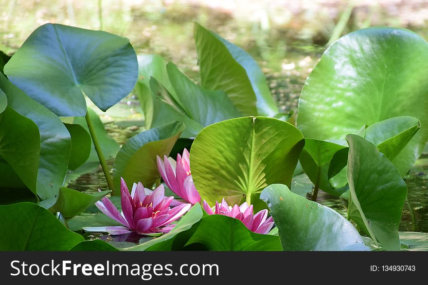 Plant, Flower, Green, Leaf