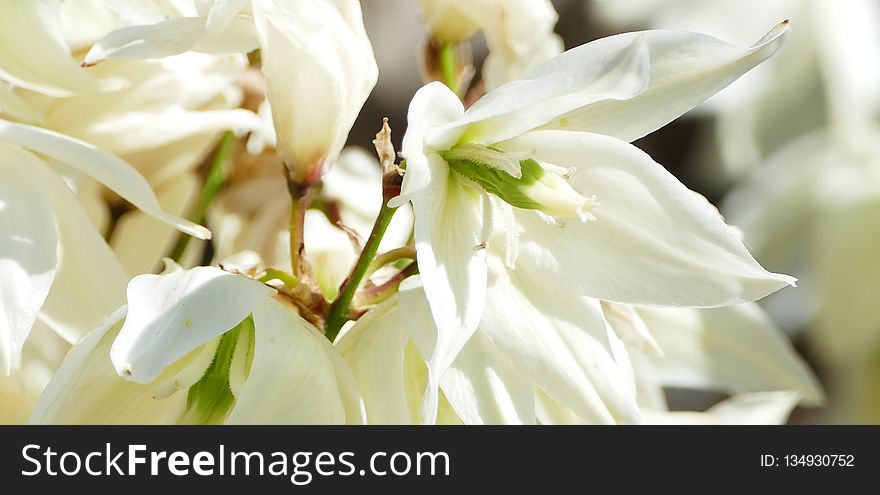 Flower, White, Plant, Flora