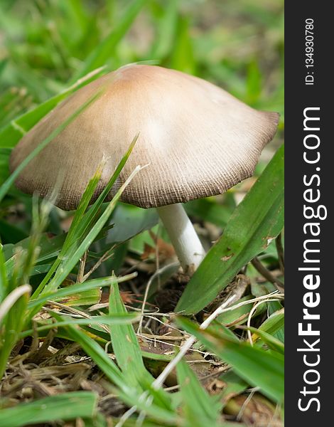 Mushroom, Fungus, Agaricaceae, Edible Mushroom