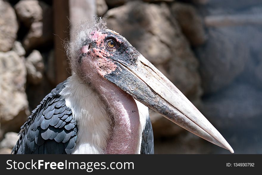 Beak, Bird, Marabou Stork, Fauna