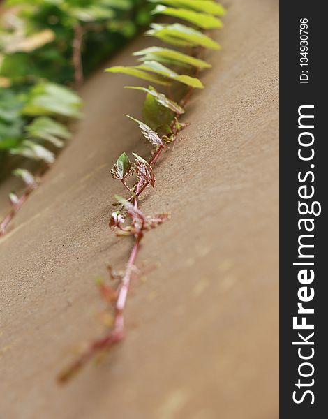 Close Up, Macro Photography, Plant Stem, Plant
