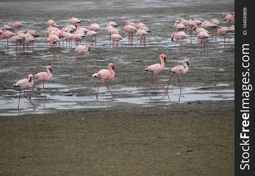Flamingo, Bird, Water Bird, Water