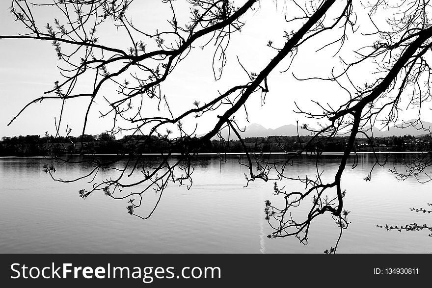 Reflection, Water, Branch, Nature