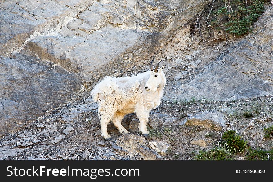 Mountain Goat, Fauna, Goats, Wildlife