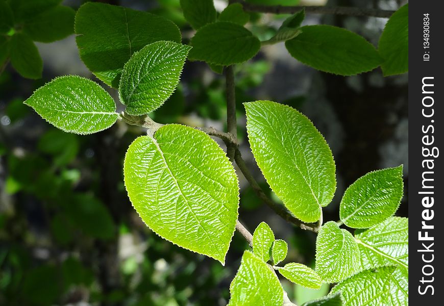 Leaf, Plant, Tree