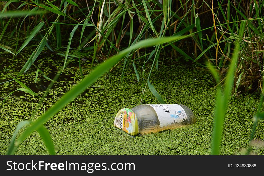 Green, Grass, Plant, Grass Family