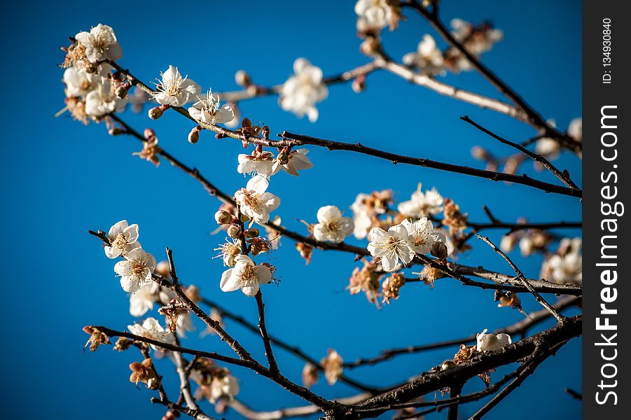 Branch, Blossom, Blue, Sky