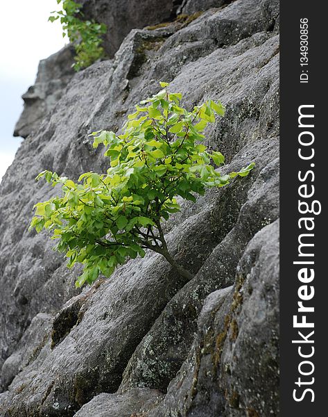 Tree, Rock, Plant, Vegetation
