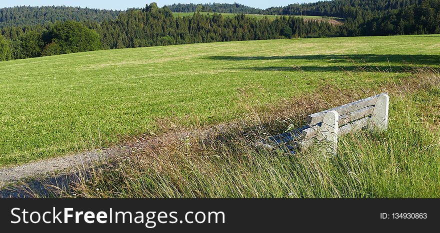 Grassland, Pasture, Ecosystem, Grass