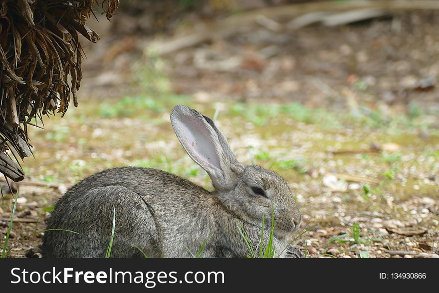 Fauna, Mammal, Wildlife, Rabbit