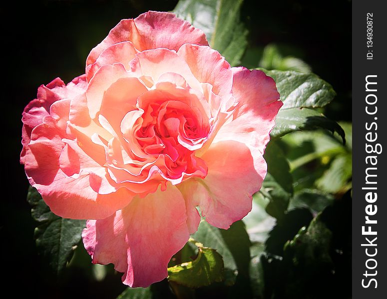 Flower, Rose, Rose Family, Pink