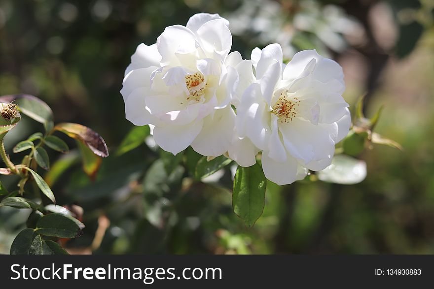 Flower, Rose Family, Plant, Flowering Plant